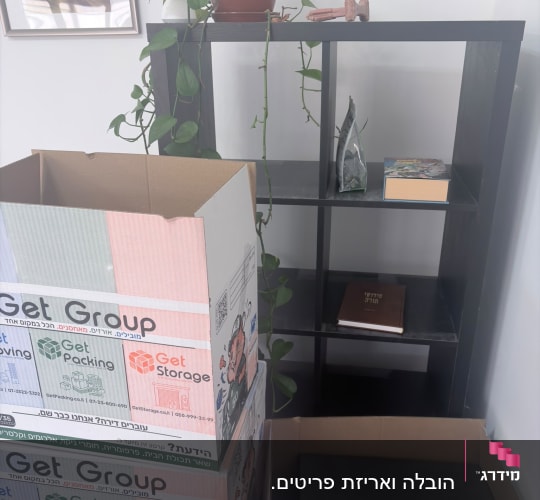 קופסאות קרטון ומדף עם צמח ירוק